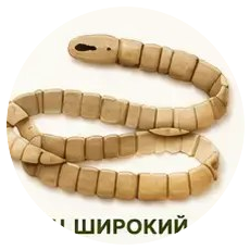 Широкий лентец